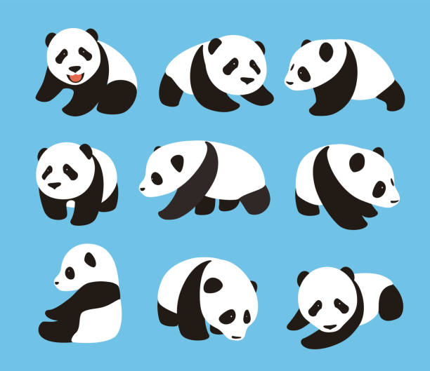 illustrazioni stock, clip art, cartoni animati e icone di tendenza di simpatico set bambino panda, design piatto, illustratore vettoriale - panda mammifero con zampe