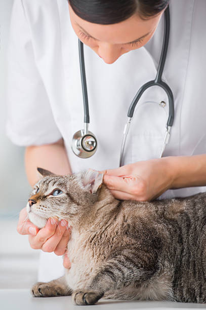 istock Veterinarian looking ear of a cat during checkup 623439200