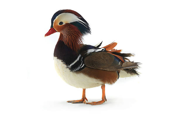 istock male mandarin duck 623439802