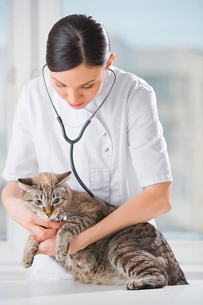 istock Veterinarian listening to a cat during checkup 623439862