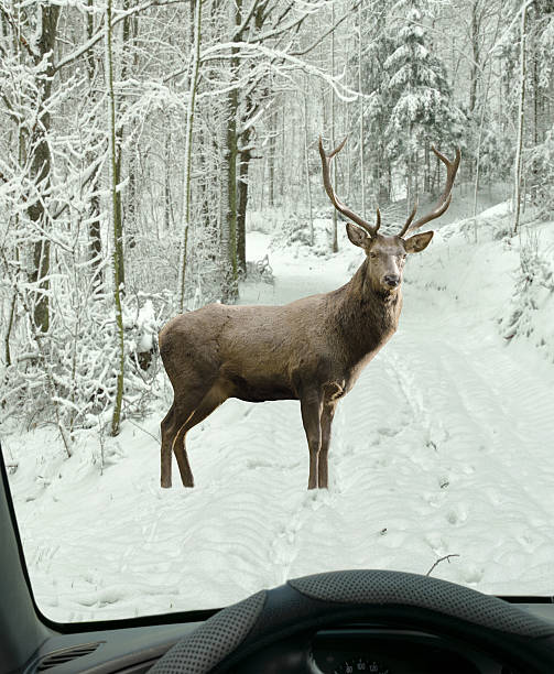 istock animal crossing - car windshield view to deer on street 623439938
