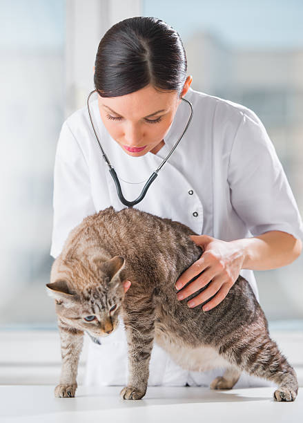 istock Veterinarian listening to a cat during checkup 623440048