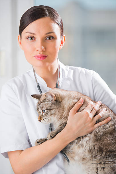 istock Veterinarian holding a cat at clinic 623440450