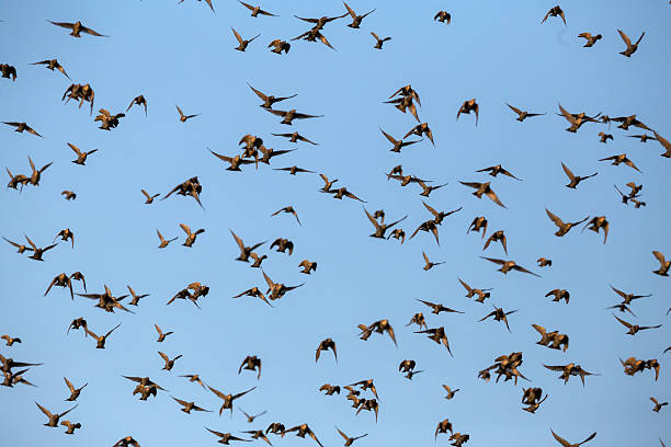 istock Group of starlings eat very much grapes 623441100