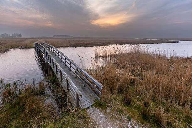 istock Wooden swamp bridge 623441214