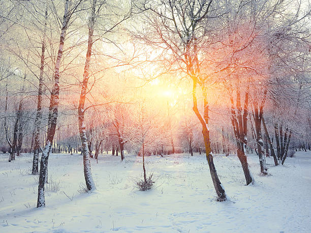 istock Beautiful winter sunset with trees in the snow 623441568