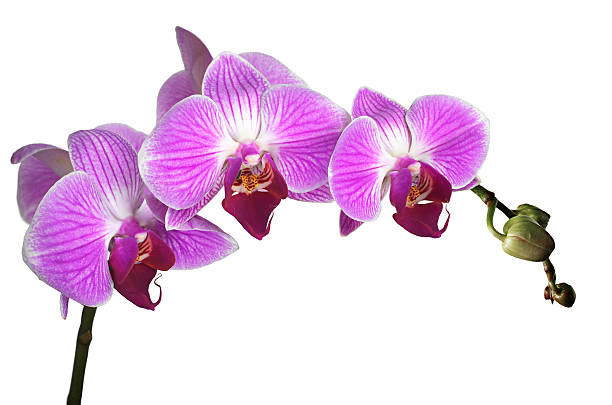 istock Purple flowers orchids 623442716