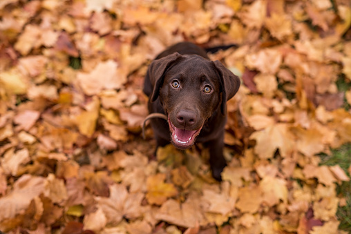 Chocolate Labrador Retriever sitting in the Park. Autumn leaves in Background