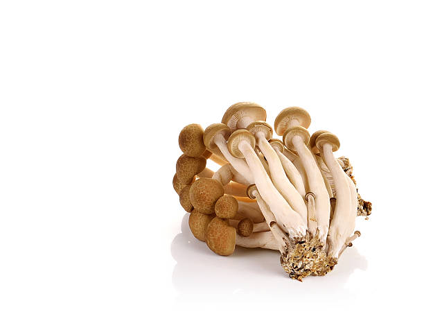 istock Shimeji mushroom on white background 623442750