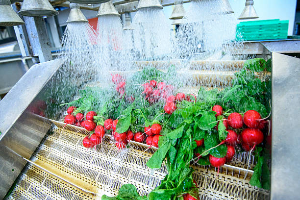 Radishes on conveyor belt