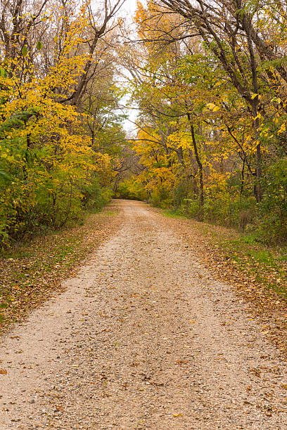 istock Autumn Road In Woods 623447138