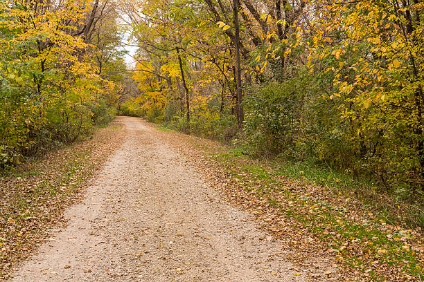 istock Autumn Road In Woods 623447448