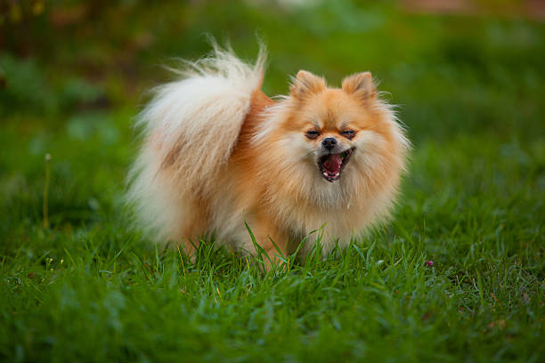 istock beautiful red dwarf Spitz on green lawn 623447990