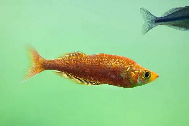 Red rainbowfish (Glossolepis incisus), also known as the salmon-red rainbowfish.