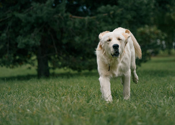 istock white Labrador Retriever running on green grass in the Park 623448470