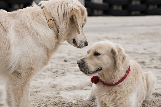 istock golden retriever playing in the sand on the beach 623449064