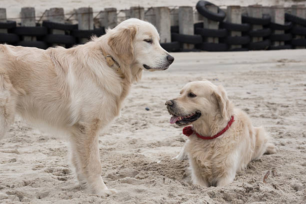 istock golden retriever playing in the sand on the beach 623449112
