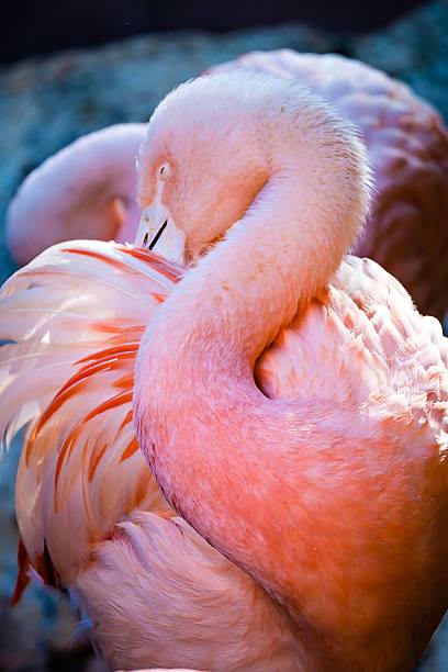istock pink flamingo bird bathing in the sun 623449142