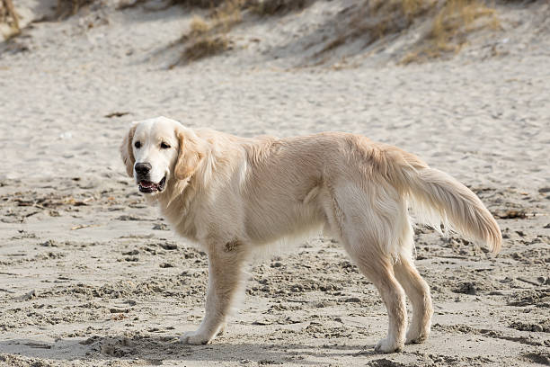 istock golden retriever playing in the sand on the beach 623450384
