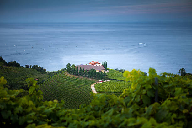 istock The vineyards of  Getaria 623450408