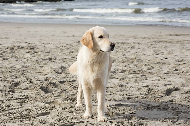 istock golden retriever playing in the sand on the beach 623450488