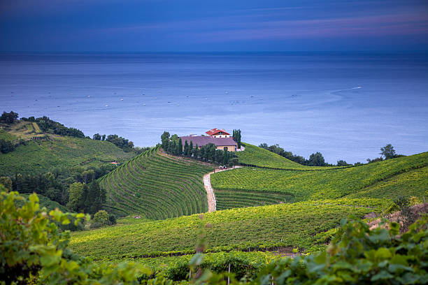 die weinberge von getaria - baskenland stock-fotos und bilder