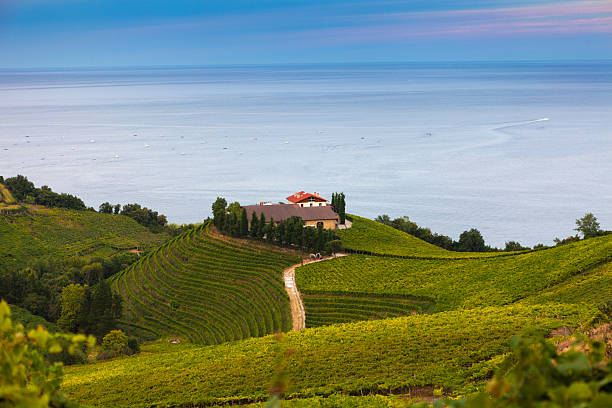 i vigneti di getaria - golfo di biscaglia foto e immagini stock