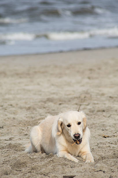 istock golden retriever playing in the sand on the beach 623450656