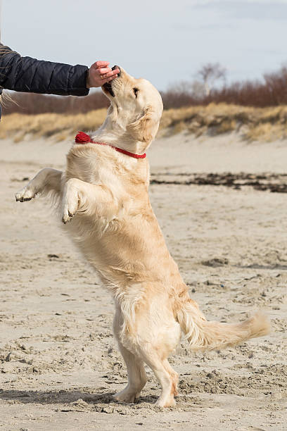 istock golden retriever playing in the sand on the beach 623451578
