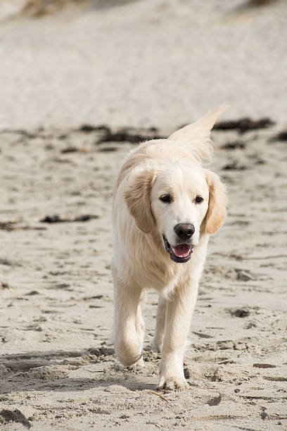 istock golden retriever playing in the sand on the beach 623451796
