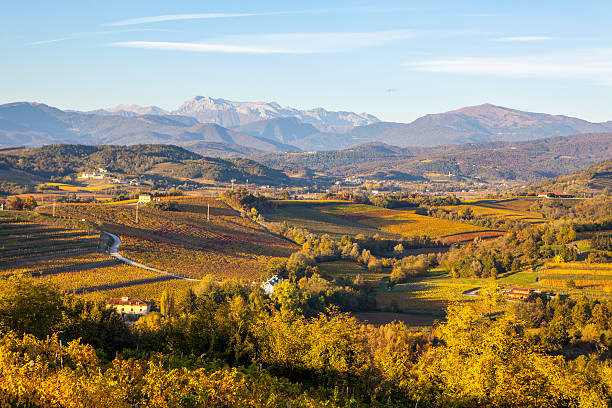 istock Vineyard in autumn in Collio region, Italy 623452272