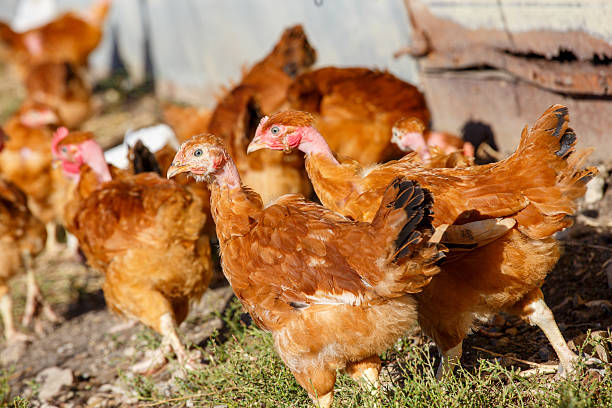 istock chickens roam freely in a lush green paddock 623453162