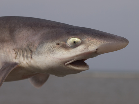 Smoothbound Common Smoothhound Stock Photo - Download Image Now - Animal, Animal ...