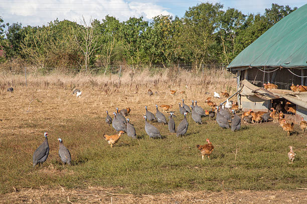 istock guinea fowl roaming freely in a lush green paddock 623453306