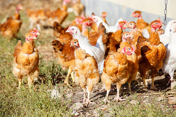 istock chickens roam freely in a lush green paddock 623453430