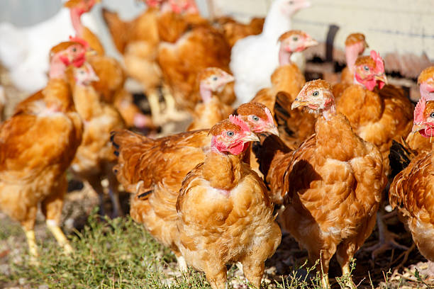 istock chickens roam freely in a lush green paddock 623453464