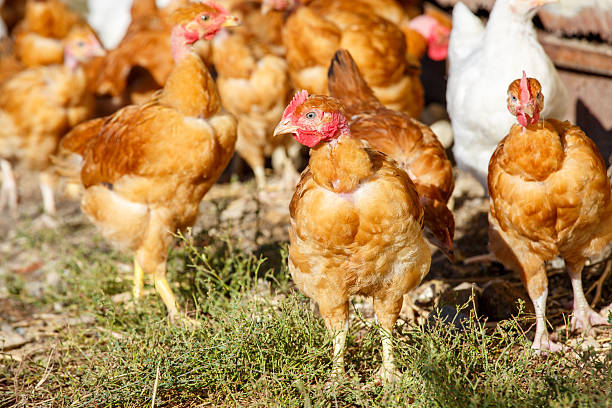istock chickens roam freely in a lush green paddock 623453468