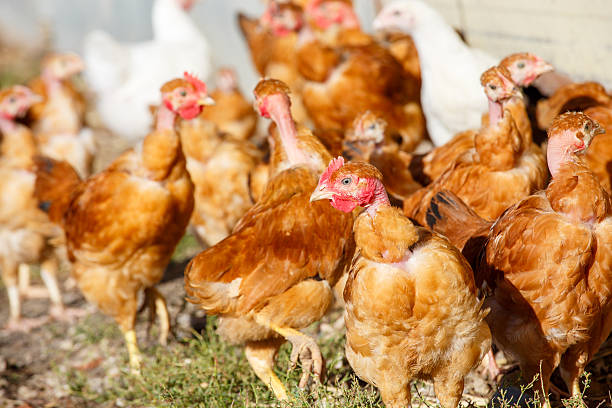 istock chickens roam freely in a lush green paddock 623453478