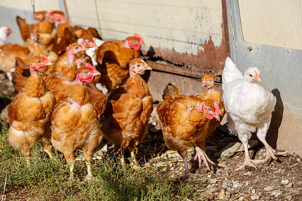 istock chickens roam freely in a lush green paddock 623453486