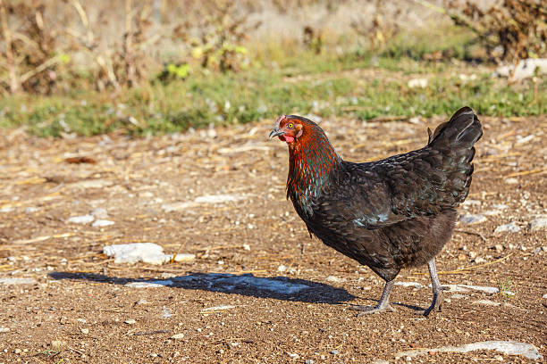 istock cock roaming freely in a lush green paddock 623453582