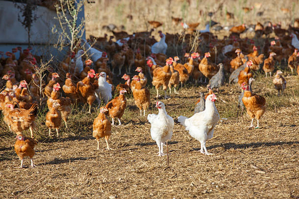 istock chickens roam freely in a lush green paddock 623453588