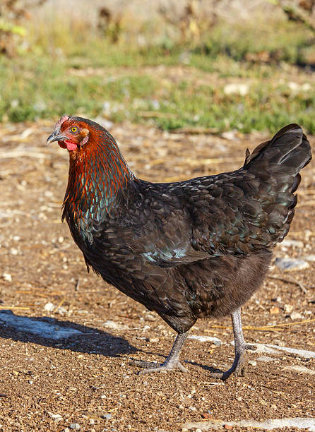 istock cock roaming freely in a lush green paddock 623453688