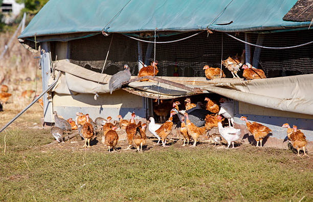istock chickens roam freely in a lush green paddock 623453740