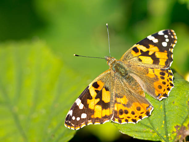istock Painted lady (Vanessa cardui) sitting on leaf in the sun 623453744