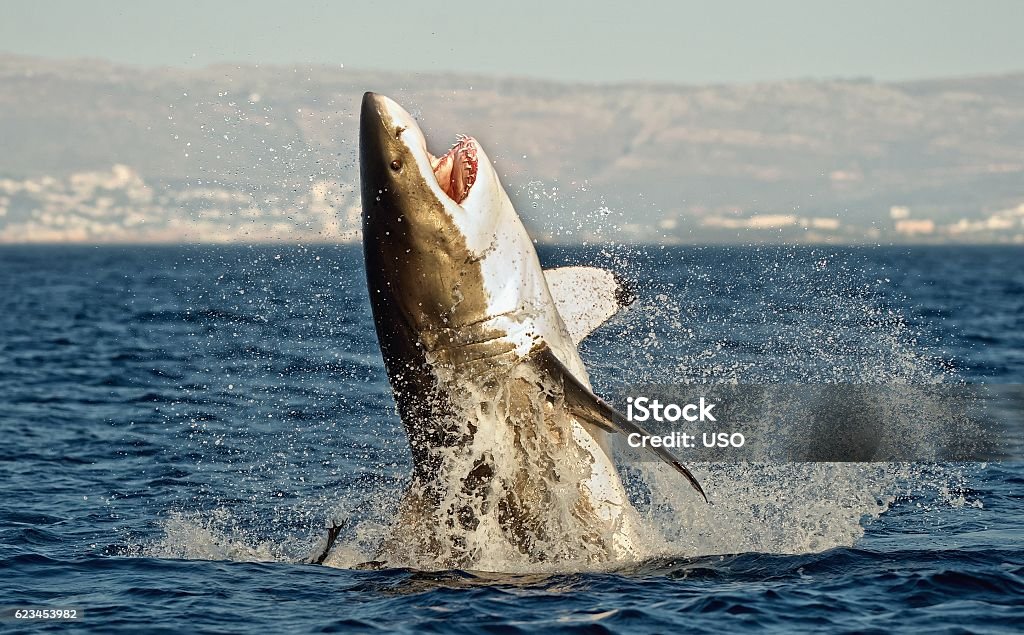 Grand requin blanc  - Photo de Grand requin blanc libre de droits