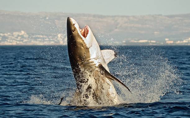 grand requin blanc  - false bay photos et images de collection