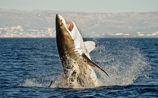 Great White Shark Hunting of a Great White Shark (Carcharodon carcharias) breaching in an attack on seal. South Africa great white shark stock pictures, royalty-free photos & images