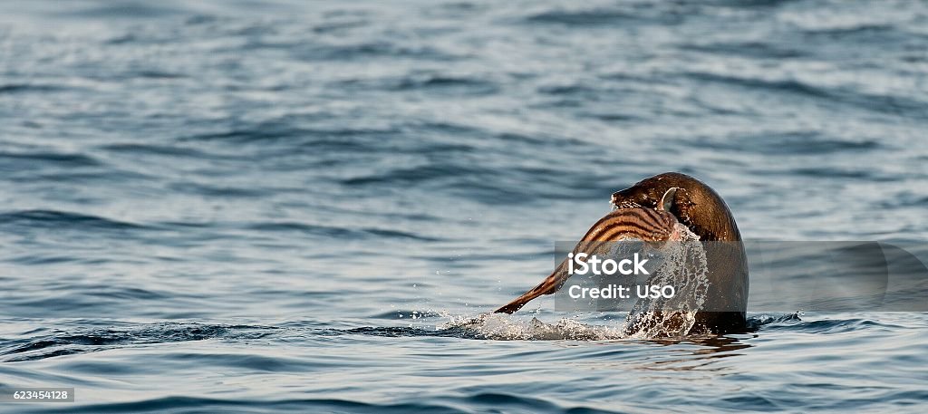 Eating Cape fur seal Cape fur seal (Arctocephalus pusilus) makes a meal of a fish in the ocean Seal - Animal Stock Photo