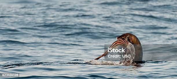 Eating Cape Fur Seal Stock Photo - Download Image Now - Seal - Animal, Fish, Animals Hunting