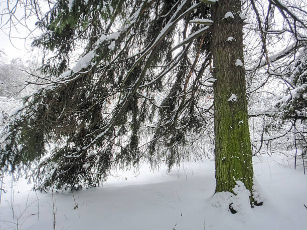 istock Snow-covered road and trees in winter cold forest. Christmas time 623456216
